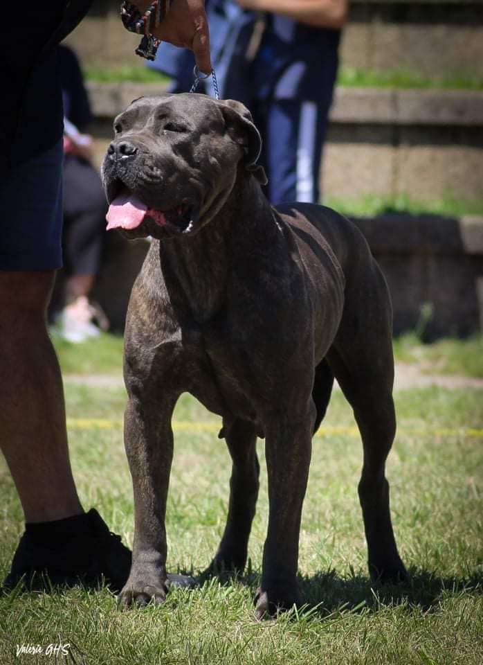 Oup s Du Domaine De Marine - 1er EXC CACS BOS