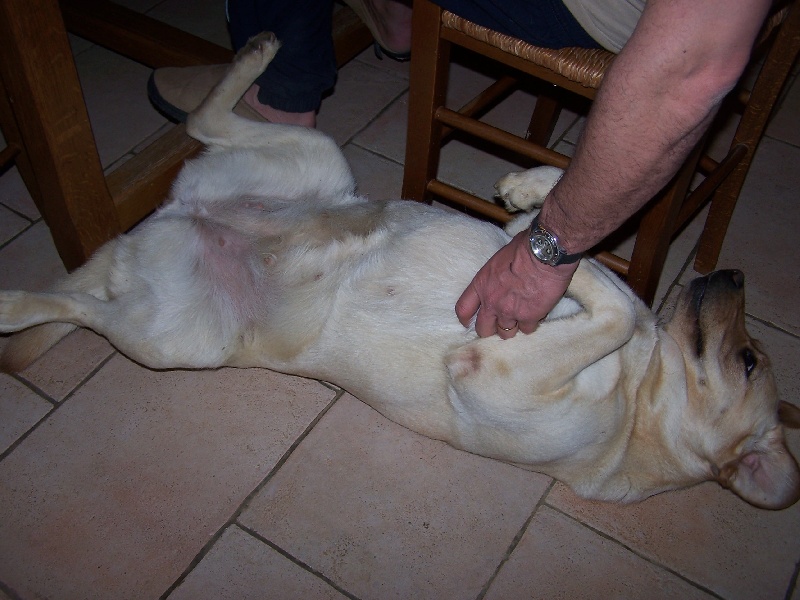 Publication : De La Nichée Gasconne Auteur : Delphine Angeli