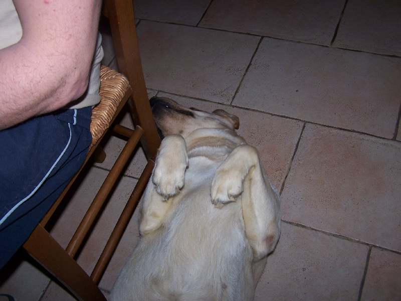 Publication : De La Nichée Gasconne Auteur : Delphine Angeli