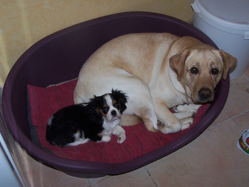 Publication : De La Nichée Gasconne Auteur : Delphine Angeli