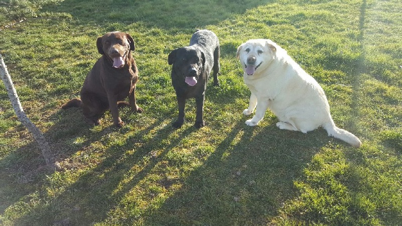 Publication : De La Nichée Gasconne Auteur : Delphine Angeli