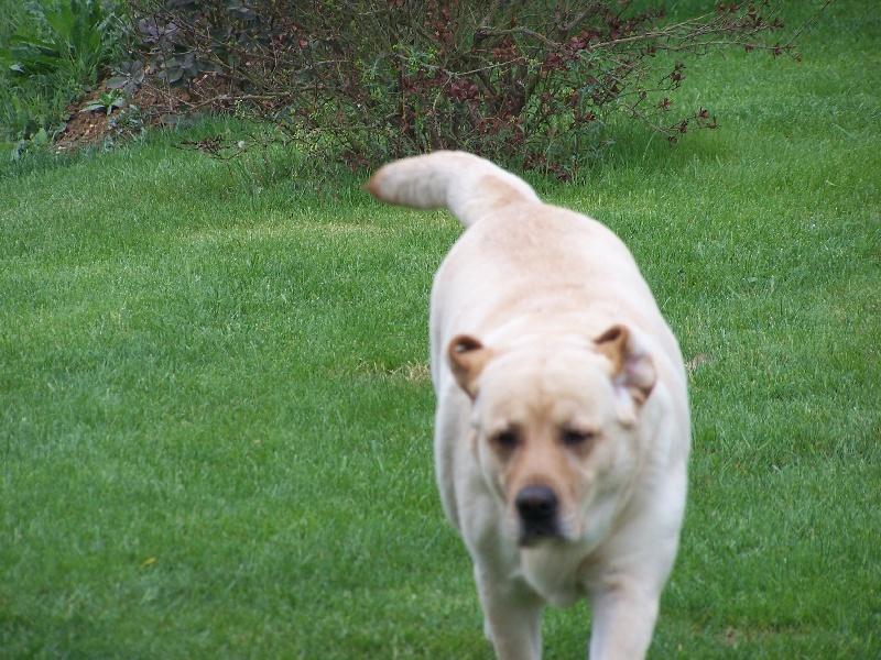 Publication : De La Nichée Gasconne Auteur : Delphine Angeli