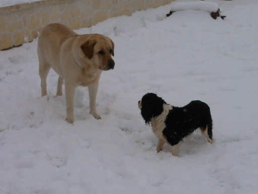 Publication : De La Nichée Gasconne Auteur : Delphine Angeli