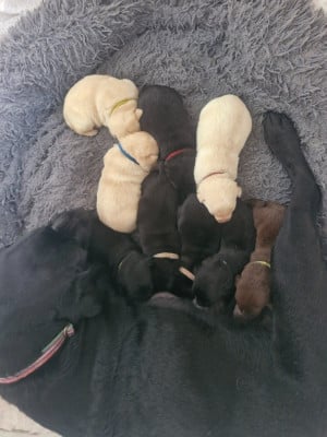 CHIOT 1 - Labrador Retriever