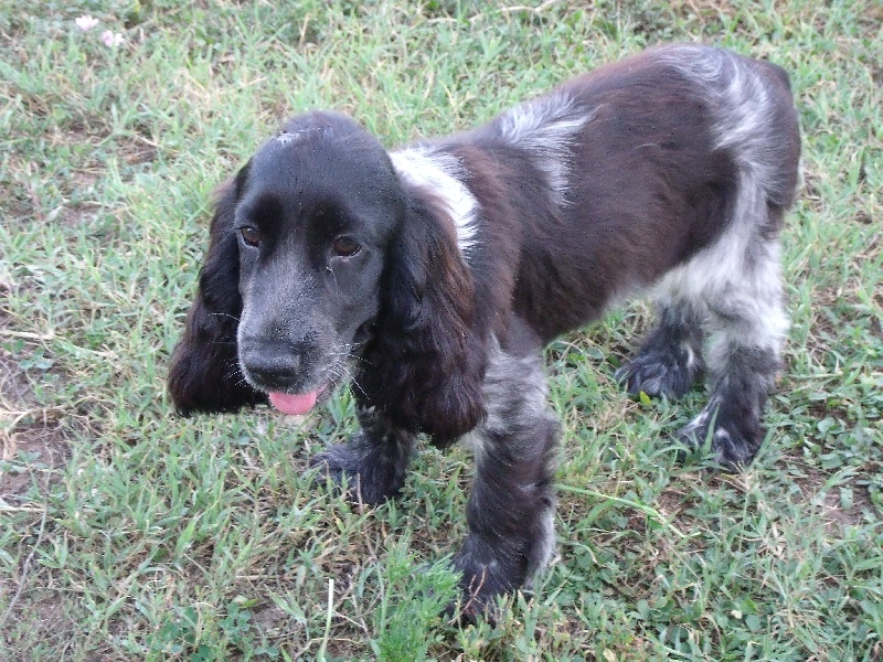 Publication : De L'étang Au Miroir Auteur : Jean Luc GRIS