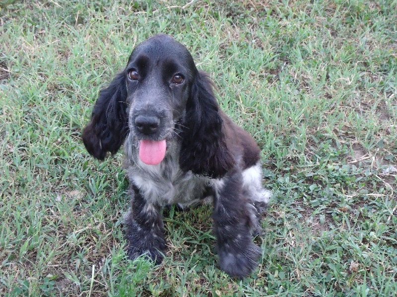 Publication : De L'étang Au Miroir Auteur : Jean Luc GRIS