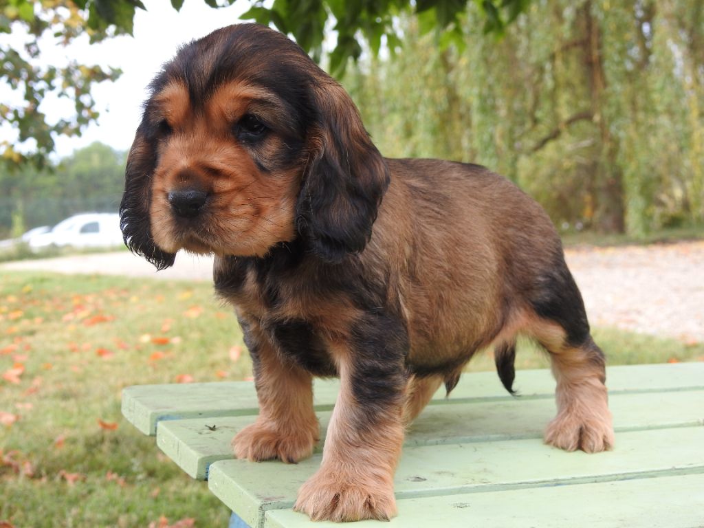 Chiot Cocker Spaniel Anglais Zibeline De L tang Au Miroir chiot-cocker-spaniel-anglais-zibeline-de-l-tang-au-miroir