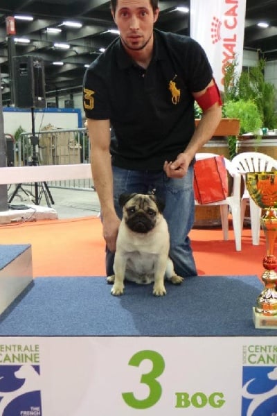 CH. Bobo black jade pakony - 1 er excellent. Meilleur jeune. 3 eme du groupe 9