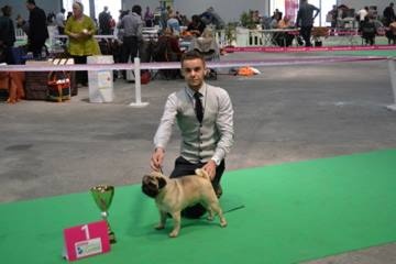 CH. Bobo black jade pakony - CAC RCACIB