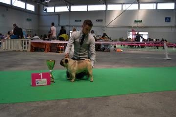 CH. Bobo black jade pakony - CAC CACIB BOS BOB