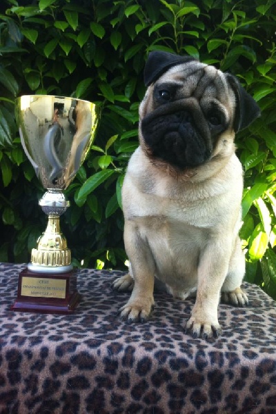 CH. Bobo black jade pakony - 1er excel en class inter et RCACS