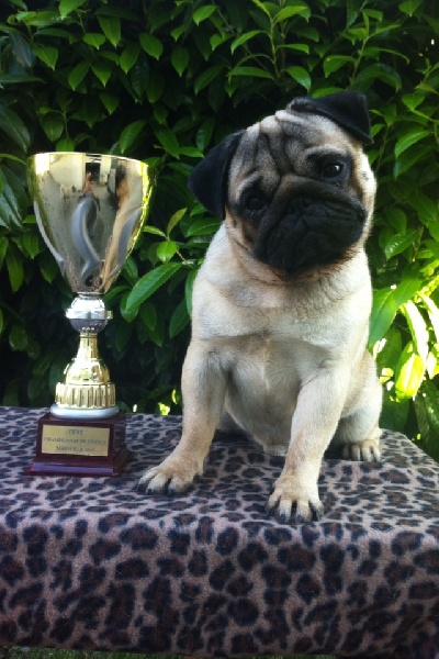 CH. Bobo black jade pakony - CAC CACIB BOS