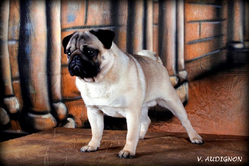 CH. Bobo black jade pakony - 1er excellent Meilleur Jeune BOG 4