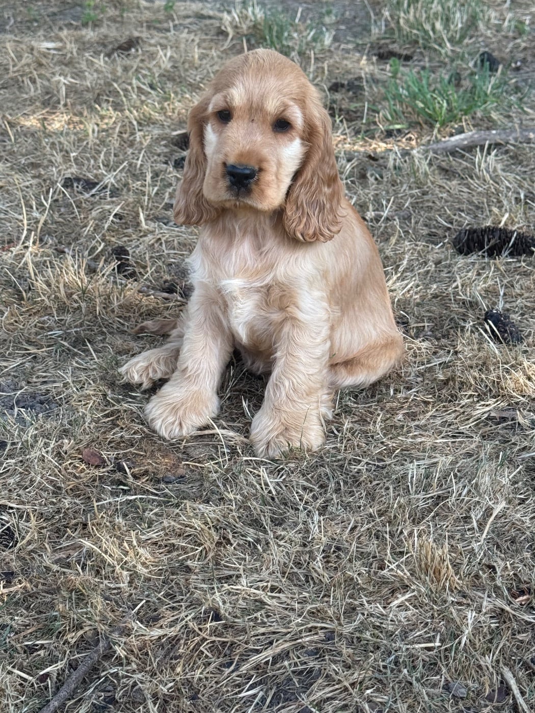 Cocker Spaniel Anglais - Dream Of Best In Show