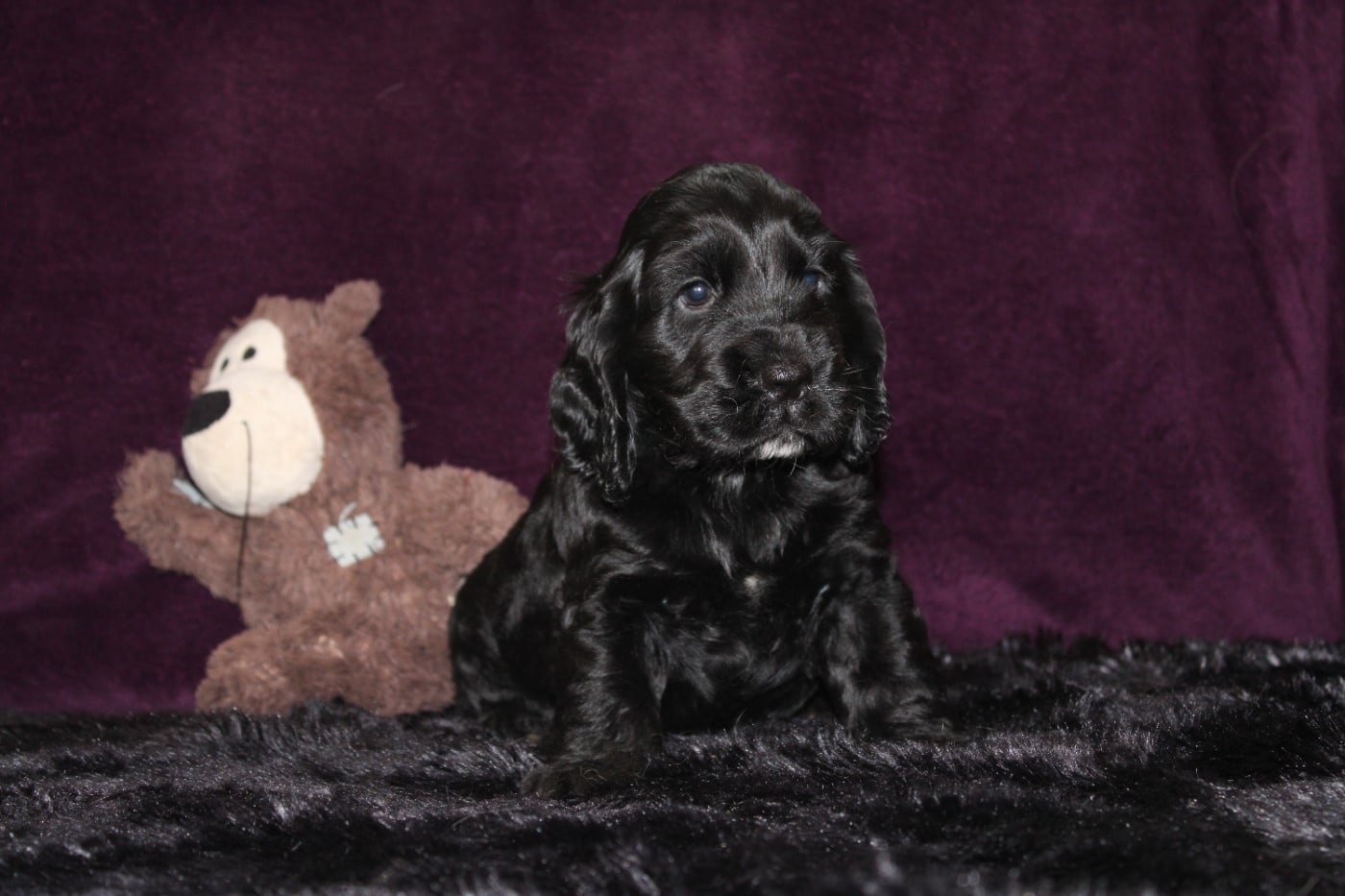 Cocker Spaniel Anglais - Dream Of Best In Show