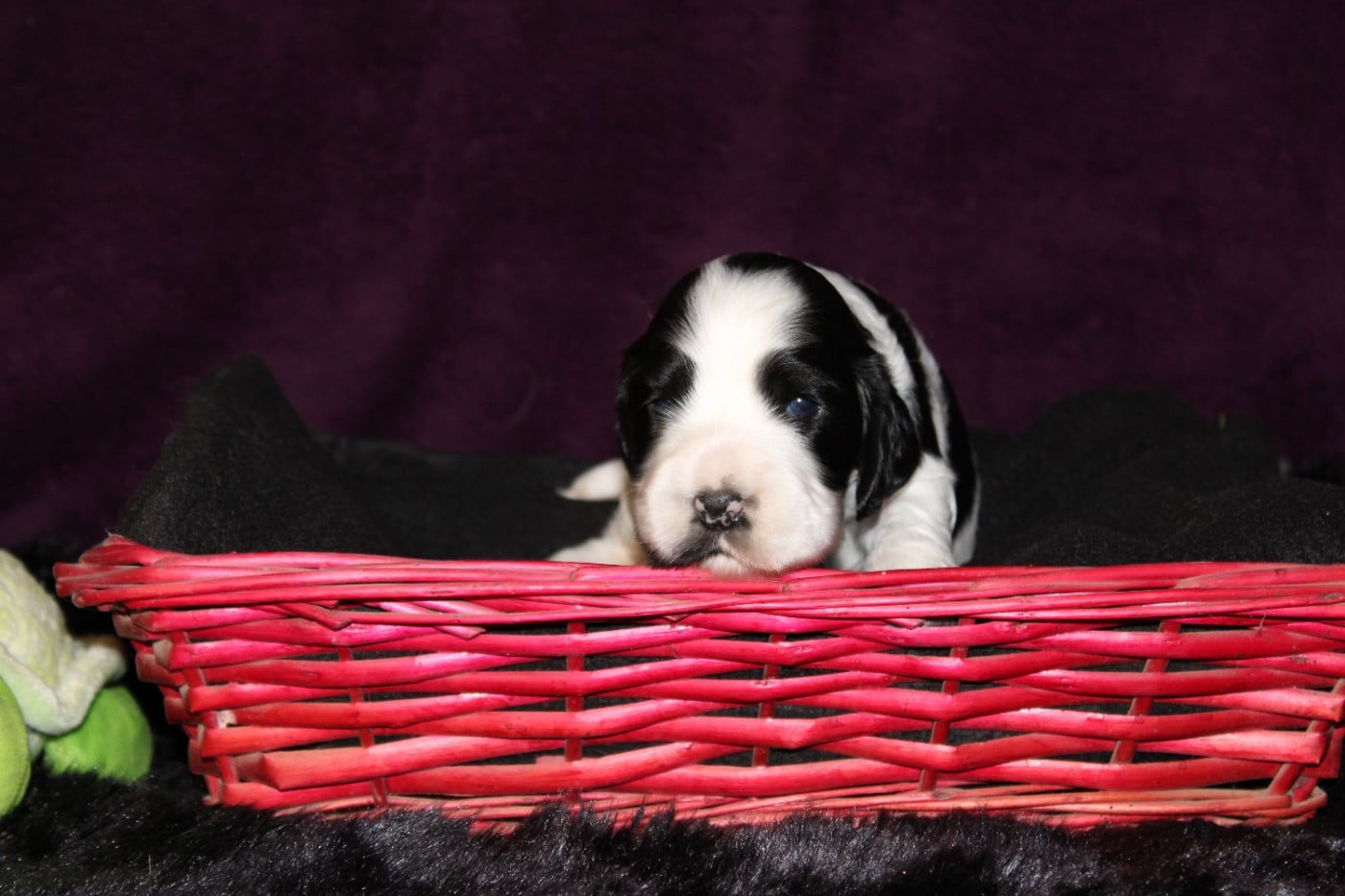 Chiot Cocker Spaniel Anglais