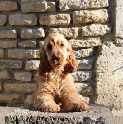 Les chiots de Cocker Spaniel Anglais