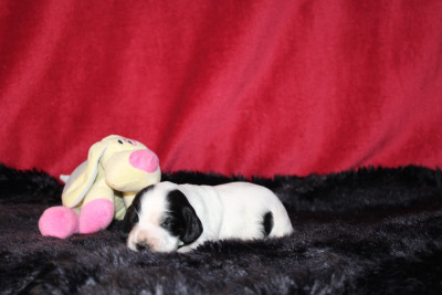 Les chiots de Cocker Spaniel Anglais