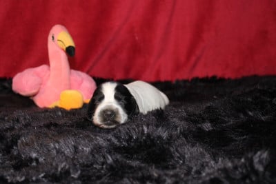 Les chiots de Cocker Spaniel Anglais