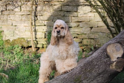 Les chiots de American Cocker Spaniel