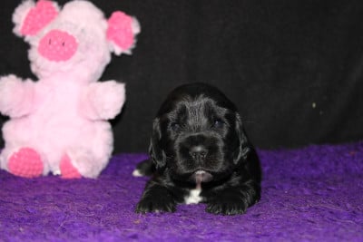 Les chiots de Cocker Spaniel Anglais