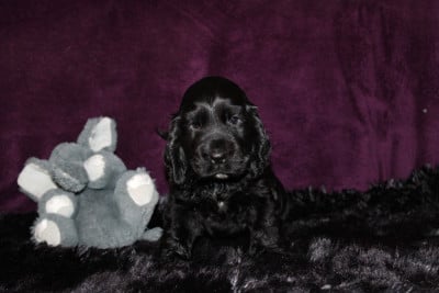 Les chiots de Cocker Spaniel Anglais