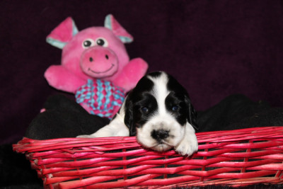Les chiots de Cocker Spaniel Anglais