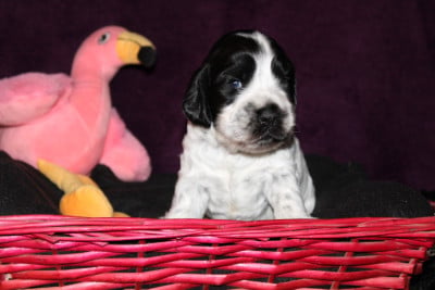 Les chiots de Cocker Spaniel Anglais
