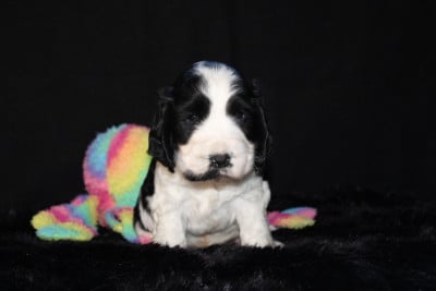 Les chiots de Cocker Spaniel Anglais