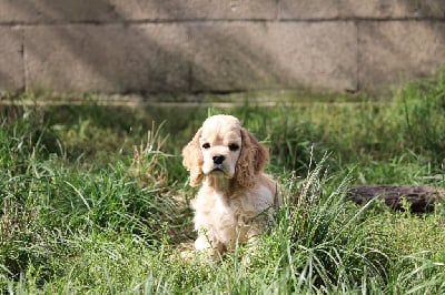 Les chiots de American Cocker Spaniel