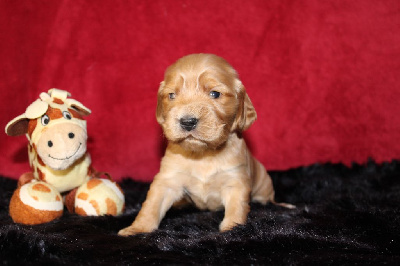Les chiots de Cocker Spaniel Anglais