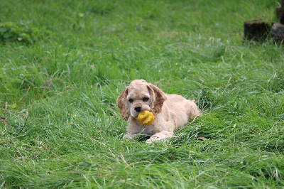 Les chiots de American Cocker Spaniel