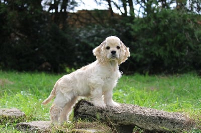 Les chiots de American Cocker Spaniel