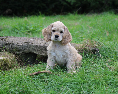Les chiots de American Cocker Spaniel