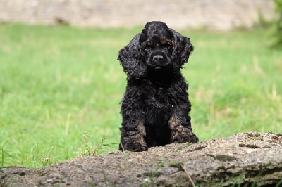 Les chiots de American Cocker Spaniel