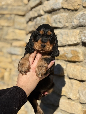 Les chiots de Cocker Spaniel Anglais