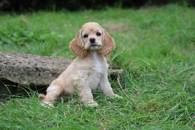 Les chiots de American Cocker Spaniel