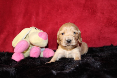 Les chiots de Cocker Spaniel Anglais