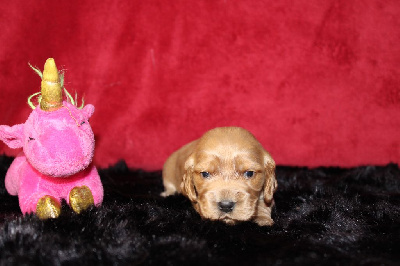 Les chiots de Cocker Spaniel Anglais