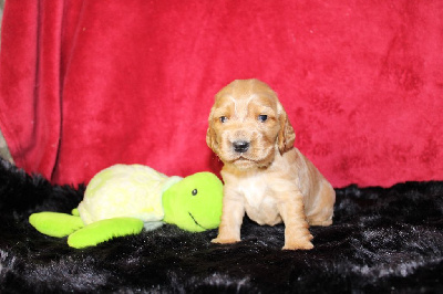 Les chiots de Cocker Spaniel Anglais