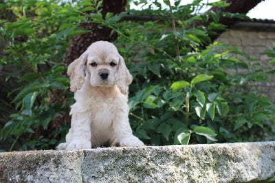 Les chiots de American Cocker Spaniel