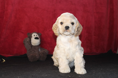 Les chiots de American Cocker Spaniel
