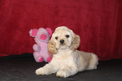 Les chiots de American Cocker Spaniel