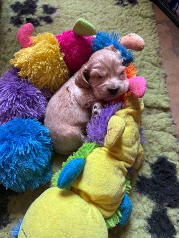 Cocker Spaniel Anglais - Dream Of Best In Show