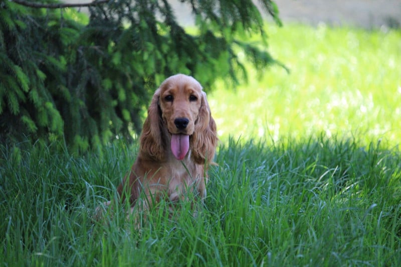 Cocker Spaniel Anglais - Dream Of Best In Show