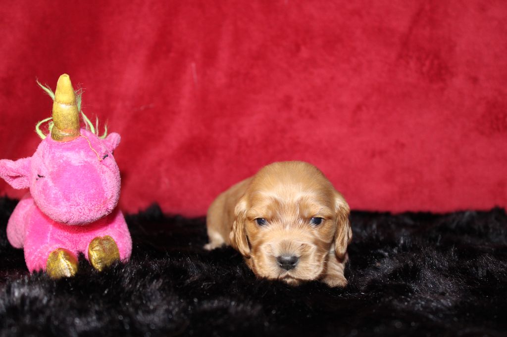 Cocker Spaniel Anglais - Dream Of Best In Show