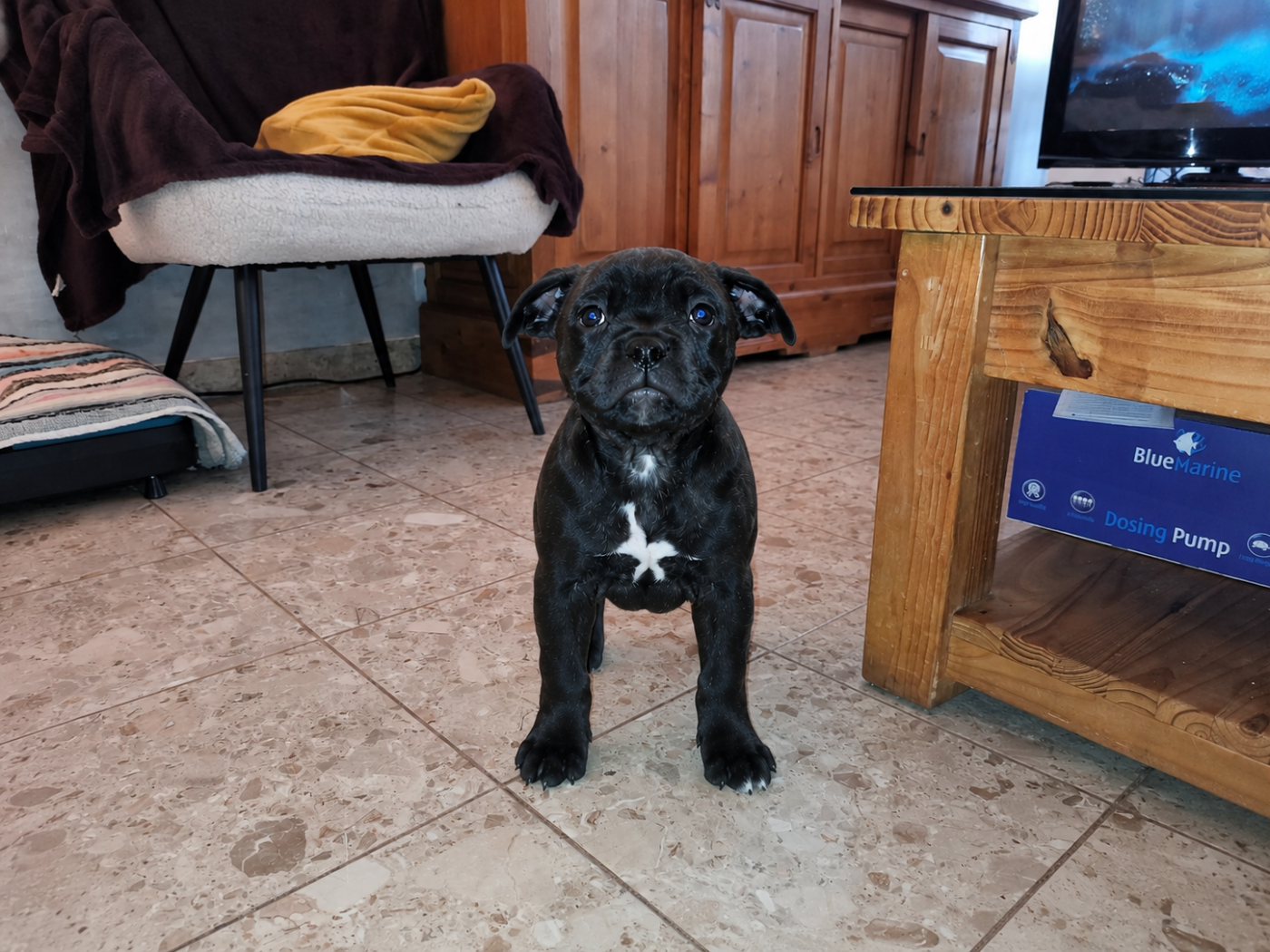 Staffordshire Bull Terrier - Du Domaine De Sabinus