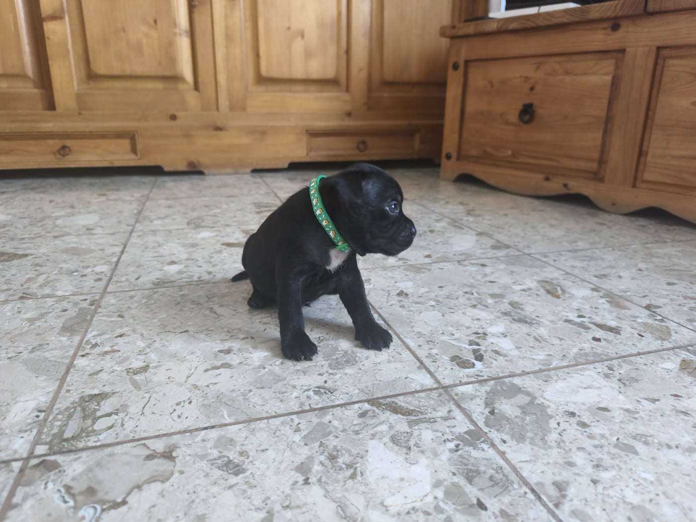 Staffordshire Bull Terrier - Du Domaine De Sabinus