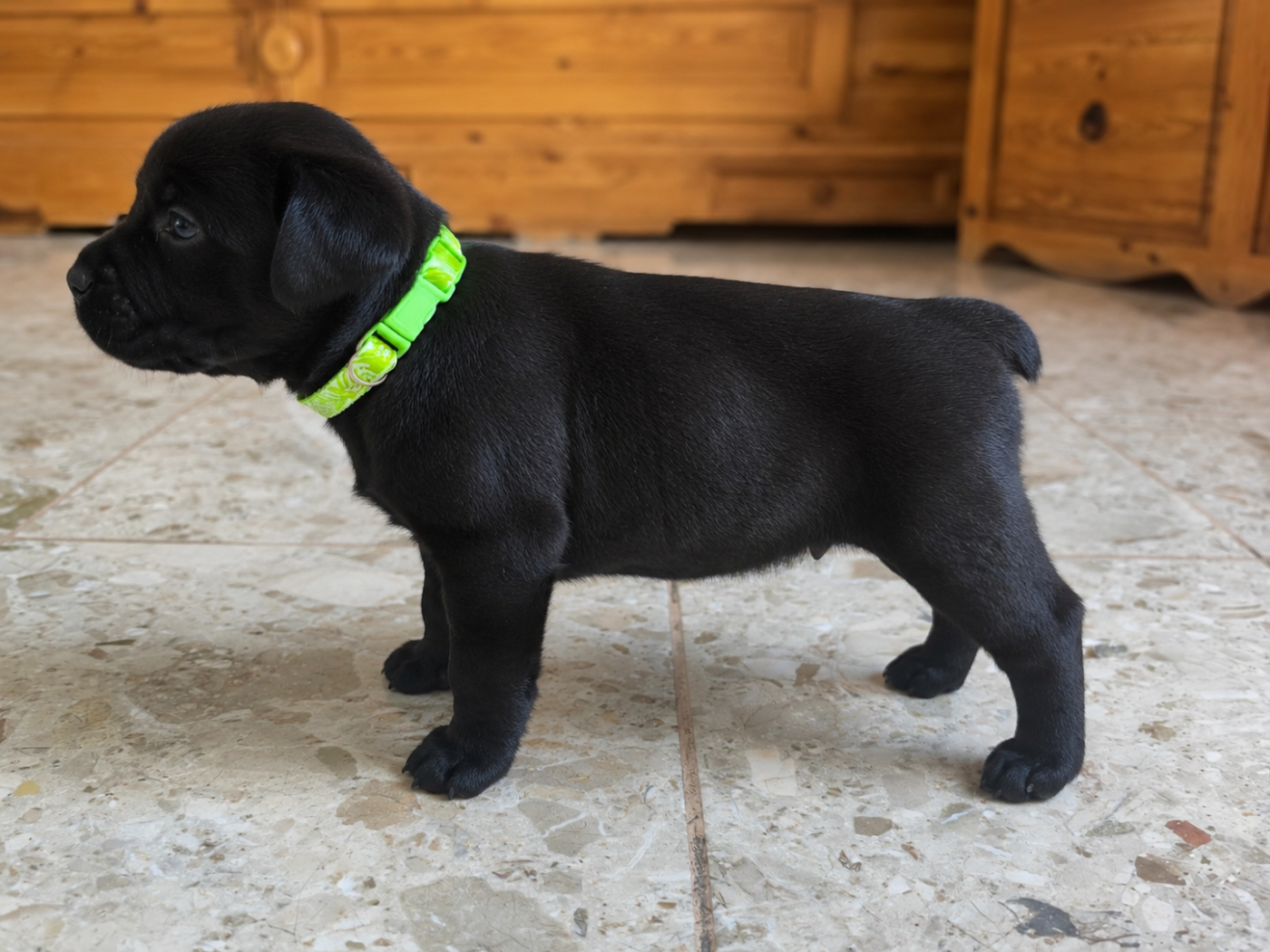 Staffordshire Bull Terrier - Du Domaine De Sabinus