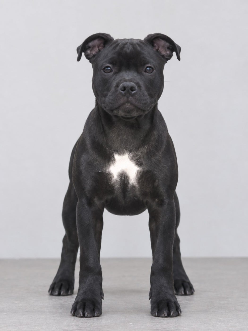 Staffordshire Bull Terrier - Du Domaine De Sabinus